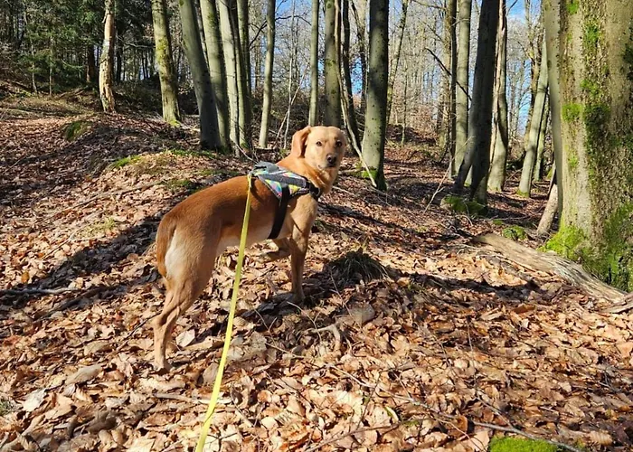 Sander By Interhome *